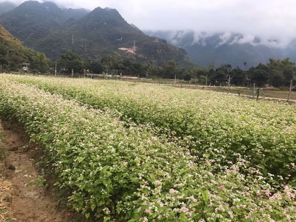 Cảnh sắc thiên nhiên bỗng trở lên hữu tình hơn khi công sức của Quyên đổ vào đây.