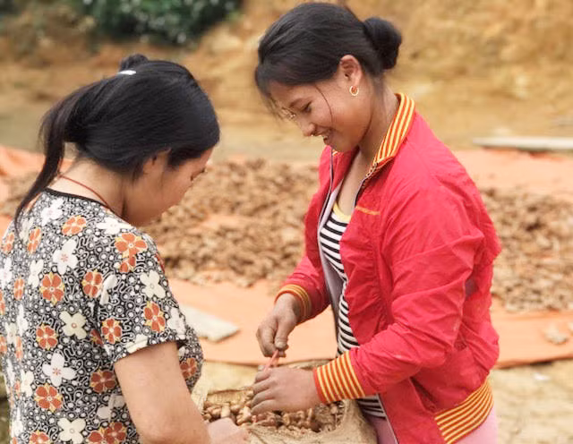Chị Vừ Y Dì (23 tuổi, bản Huồi Sơn) khoe năm nay được 6 tạ nghệ tươi. Ảnh: Ngọc Thọ