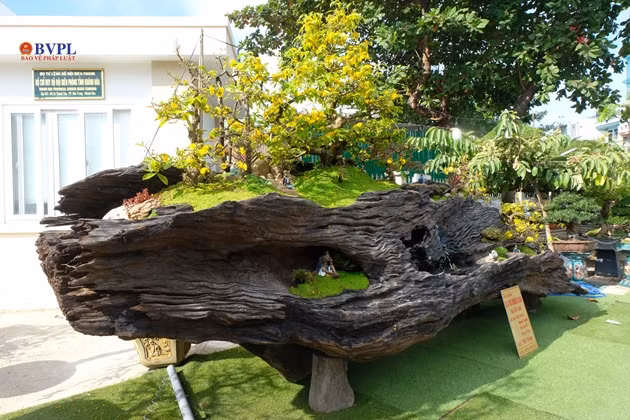 Điều đặc biệt, các gốc mai được trồng trên khúc lũa gỗ sao nguyên khối, dài 6,2 m, ngàng 2,6 m, cao 2,7 m và nặng tới 6 tấn. Giá "tác phẩm" niêm yếu lên tới 950 triệu đồng.