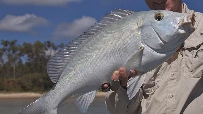 Blue Bastard, một loài cá còn được gọi là thủy quái kỳ dị bởi quá trình trưởng thành cũng nhưng phương thức tấn công kẻ thù của nó cực kỳ đặc biệt.