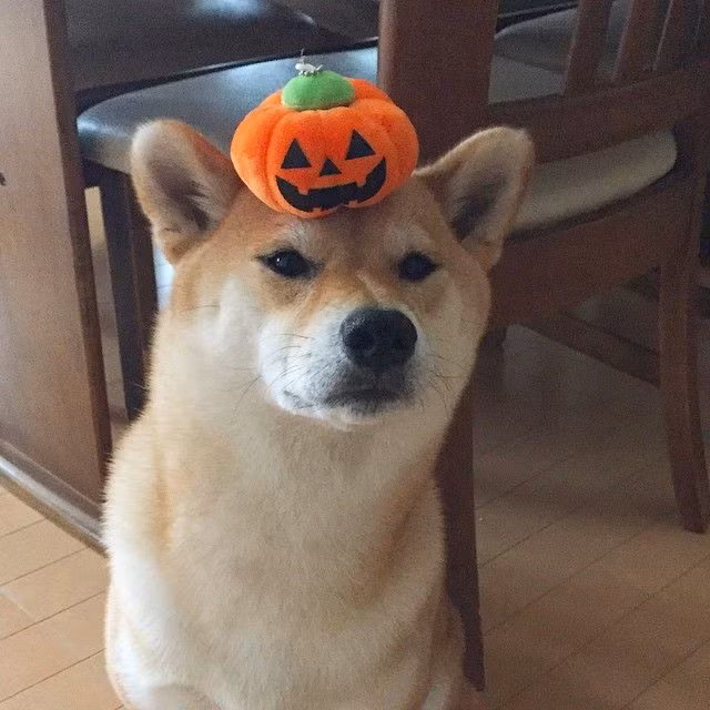 Để thể hiện tinh thần Halloween bất diệt, chú chó này sắm hẳn bí ngô bằng bông để chờ đón.