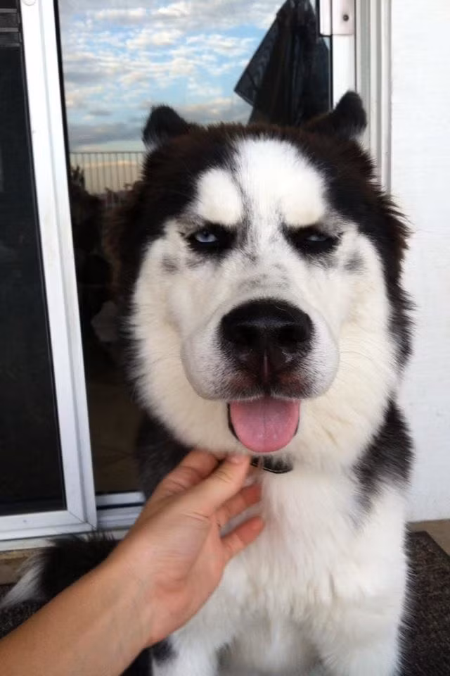 Bất mãn vì bị loài ong cho một bài học sưng cả mặt mũi, chú chó husky này vẫn nung nấu ý định trả thù.