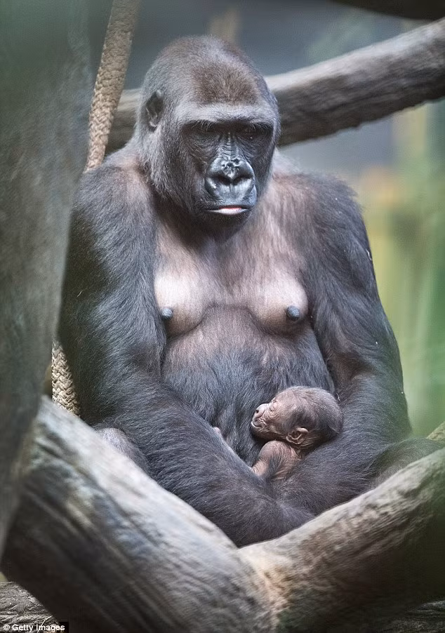 Từ ngày sinh ra Zachary, khỉ đột mẹ Kamba không rời cậu con trai bé bỏng dù chỉ nửa bước. Kamba đi đâu, làm bất kể việc gì cũng luôn bế theo Zachary. Còn cậu bé, đa phần là ngủ nghỉ và bú sữa mẹ ngon lành.
