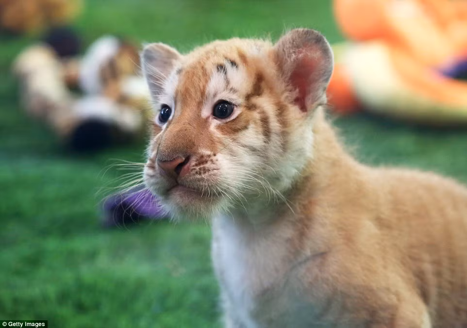 Tình yêu động vật của Siegfried &amp; Roy khiến nhiều người phải ngưỡng mộ.