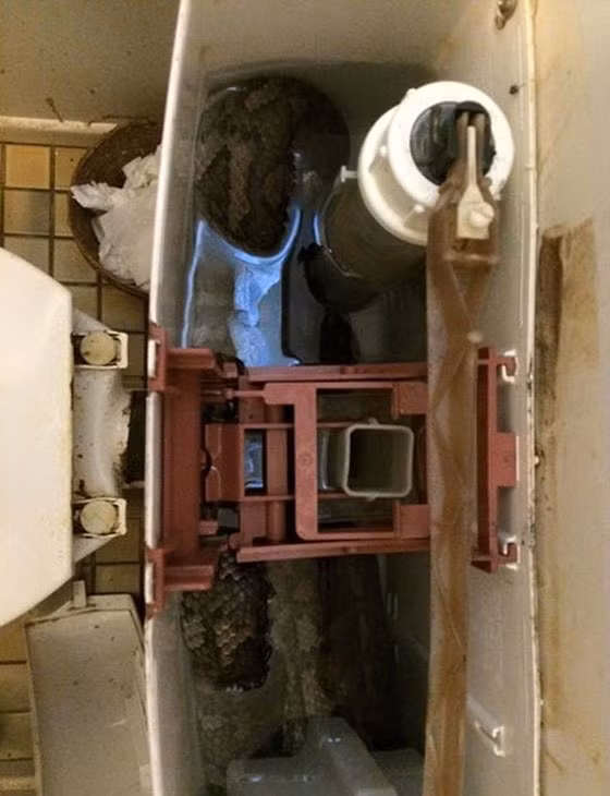 Quay lại với Elliott, anh đã phải rất khó khăn mới bắt được nó vì con trăn này rất ranh mãnh, chỉ cần có tiếng động mạnh hoặc chạm nhẹ vào người, nó sẽ nhanh chóng trườn xuống ống nước.