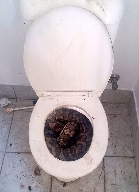 Vừa qua, tại Townsville, Queensland, Australia, một người đàn ông đã vô cùng hoảng hốt khi phát hiện trong nhà vệ sinh của mình có một con trăn khổng lồ đang thản nhiên cuộn tròn nằm trong bồn cầu.