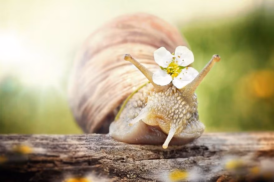 Đến ngày hẹn hò, cô nàng ốc sên điệu đà làm dáng bằng một bông hoa nhỏ.