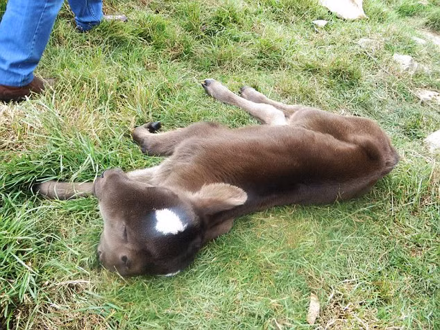Vet Rolando Ballena Chumioque, một quan chức của Sở Nông nghiệp địa phương đã cố gắng trấn an những lo ngại của dân làng. Ông cho biết dị tật bẩm sinh này có thể là kết quả của việc sử dụng kháng sinh lên bò mẹ trong thời kỳ mang thai hoặc có thể là một khiếm khuyết bẩm sinh xảy ra trong quá trình mang thai.