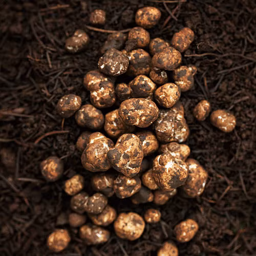 Thông thường nấm truffle trắng cao cấp thường có xuất xứ từ một số vùng thuộc châu Âu, nhưng nổi tiếng và đắt nhất là nấm mọc ở thị trấn Alba, thuộc Piedmont, phía Tây Bắc nước Ý.