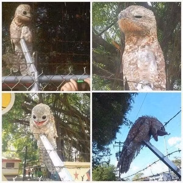 Chim potoo, tên khoa học là Nyctibius grandis là một loài chim thú vị. Loài chim mắt trố vừa lạ vừa yêu này không giống bất kỳ một loài chim nào khác từ hình dáng đến tính cách.