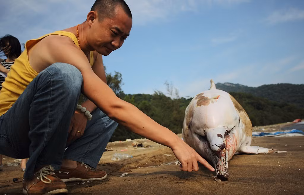 Cá heo trắng ở Trung Quốc được liệt vào danh sách những động vật quý hiếm được bảo vệ cấp quốc gia, nó cũng được coi là "gấu trúc khổng lồ dưới biển" bởi sự dễ thương và quý hiếm.