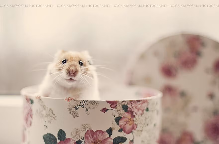 Kích thước nhỏ xinh khiến chú chuột hamster nghịch ngợm này luôn làm chủ nhân bất ngờ với những màn xuất hiện chớp nhoáng và ấn tượng.