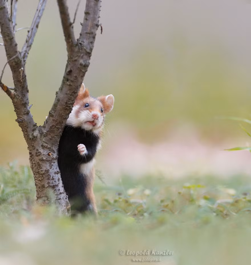 Thiếu nữ chuột hamster này đang đợi người yêu của mình ở chỗ hẹn bí mật và hồi hộp khi nghe thấy tiếng bước chân.