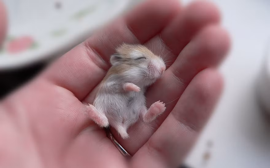 Giây phút chào đời đầy thiêng liêng của chuột hamster.