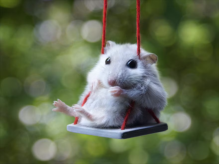 Cô chuột điệu đà yêu thích nhất là trò đánh đu.