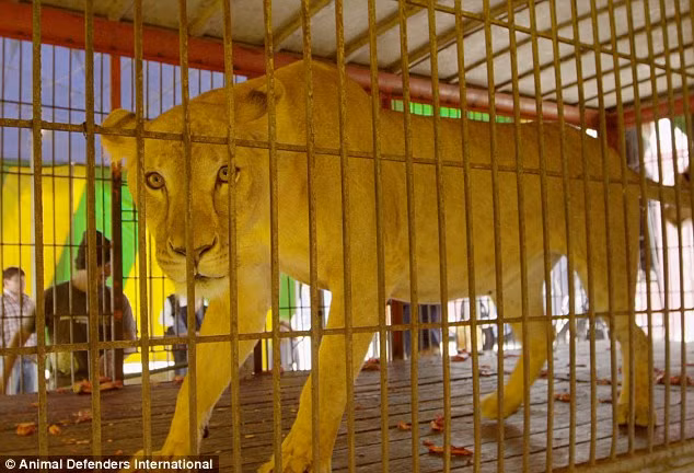 Một phát ngôn viên của tổ chức Animal Defenders International (ADI) cho biết, những con sư tử trong rạp xiếc gặp phải những chấn thương về răng rất khủng khiếp, những vết thương đó có thể bị nhiễm trùng và khiến con vật đau đớn trong im lặng mãi mãi.