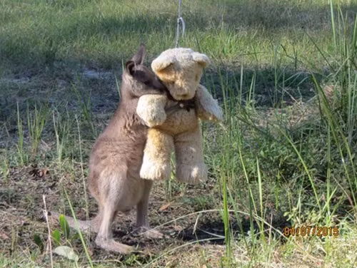 Con wallaby mồ côi ôm chặt gấu bông của mình như để tìm kiếm cảm giác thân thuộc, an toàn.
