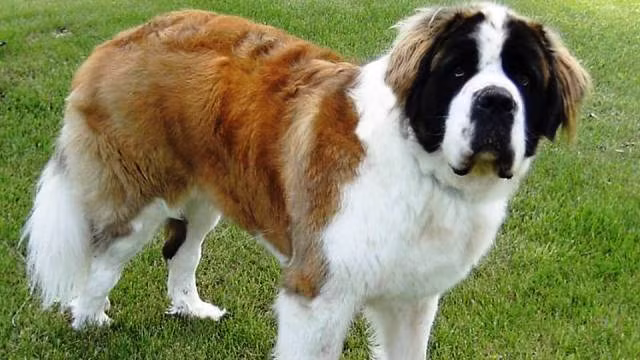 Saint Bernard là giống chó khổng lồ có nguồn gốc từ Ý và Alps Thụy Sĩ, ban đầu được nuôi với mục đích cứu hộ. Giống này đã trở nên nổi tiếng qua câu chuyện về việc giải cứu trên núi cao, cũng như kích thước to lớn của nó. Tuy nhiên, cũng giống như những con chó khổng lồ khác, chúng bắt buộc phải được đào tạo để hòa đồng với người lạ và những con chó khác từ khi còn bé, nếu không hành vi bá đạo của kẻ to lớn này có thể gây thương tích tồi tệ cho nạn nhân.