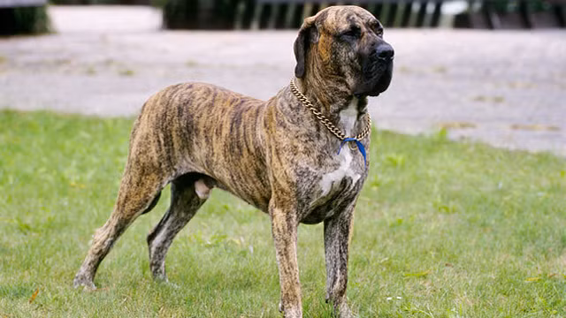 Fila Brasileiro, chó ngao Brasil biệt hiệu là Fila là một giống chó ngao có nguồn gốc từ Brasil và khởi thủy từ dòng chó Ngao ở Anh, là giống cho to đô, thường được dùng làm giống chó săn và chó giữ nhà. Sở hữu khả năng theo dõi tuyệt vời nhưng lại bốc đồng và cực kỳ hung dữ, giống chó Fila Brasileirothậm chí bị cấm nuôi làm thú cưng ở nhiều nơi. 