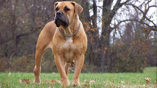 Boer Boel là một loài chó lớn có nguồn gốc từ Nam Phi, được lai tạo với mục đích bảo vệ nhà, trang trại. Dữ tợn, giỏi theo dõi, sẵn sàng tấn công kẻ thù quyết liệt, loài chó này có thể khiến bất cứ ai trêu chọc nó phải trả giá bằng tính mạng của mình.