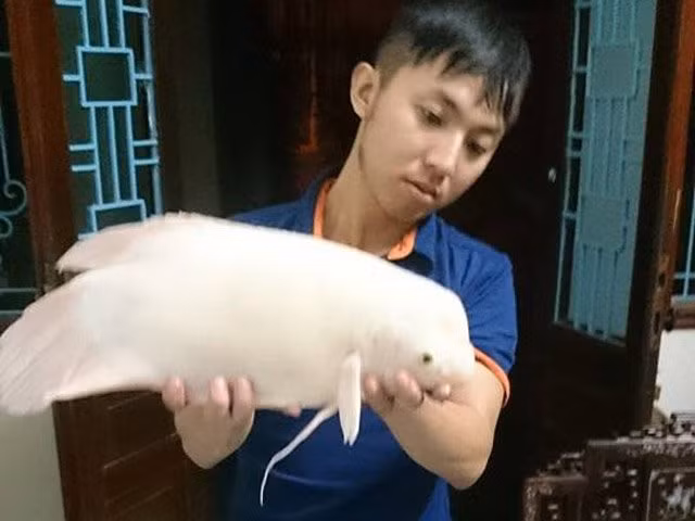 Vào sáng ngày 26/9, anh Trần Lĩnh Huế (28 tuổi), ngụ tại Quán Thánh, Ba Đình, Hà Nội trong lúc đi tập thể dục mua được con quái ngư bắt được ở Hồ Tây, toàn thân màu trắng, dẹt, mõm dày, có đầu hao hao giống với đầu cá heo.