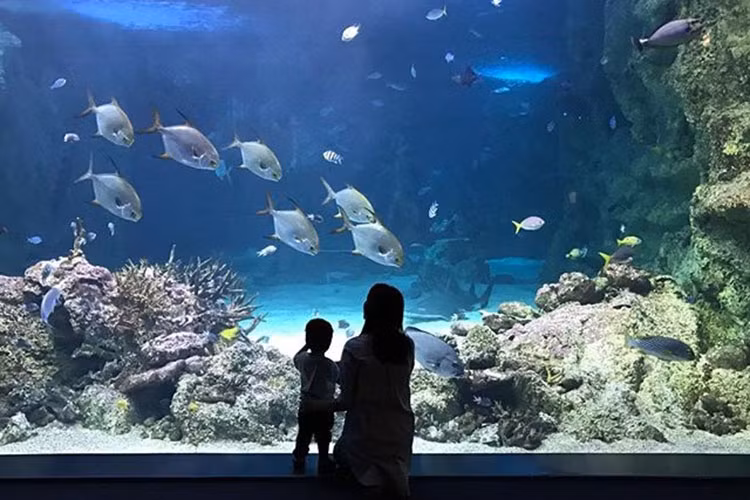 Nàng ngọc nữ của màn ảnh Việt cùng con trai ngắm các loài cá trong một chuyến đi chơi.