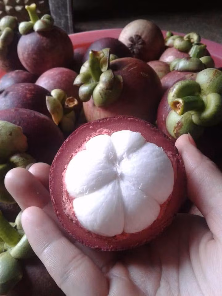 Tương tự, măng cụt cũng chứa vô vàn chất dinh dưỡng tốt cho sức khỏe như vitamin như B1, C, chất đạm, chất béo, chất xơ, canxi, phốt pho, sắt… Ảnh: nongsandungha.