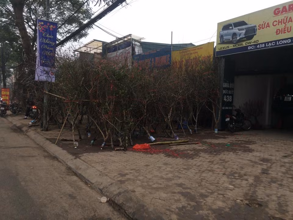 Dù không nằm trong diện tích quy hoạch địa điểm chợ hoa, nhưng người dân vẫn ngang nhiên bán đào ở đường Lạc Long Quân.