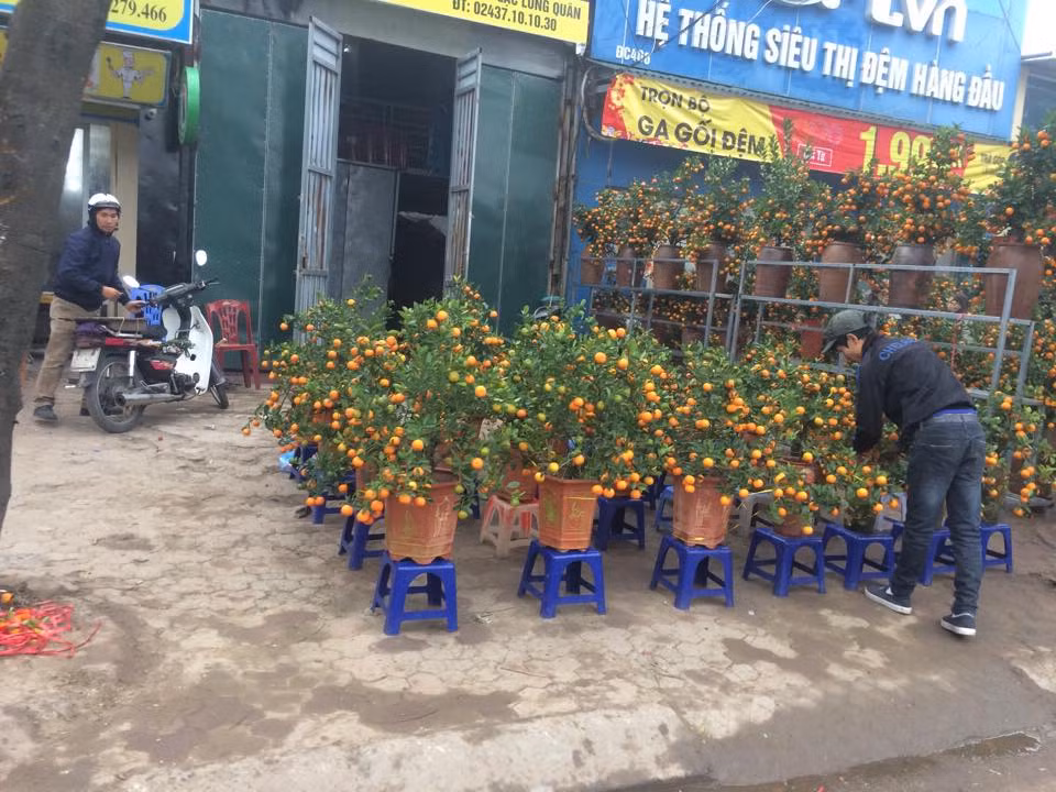 Nhiều người còn chặt ngang, dọc vỉa hè trái phép để bày quất bán.