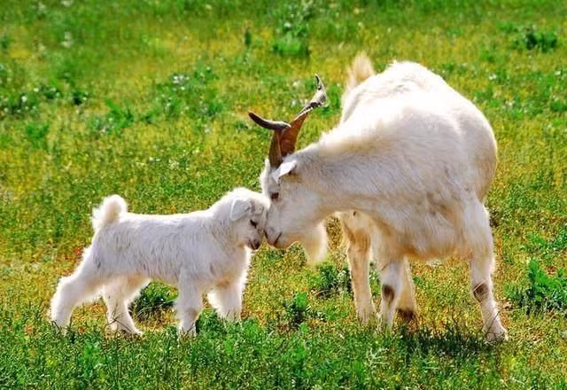 Tuổi Mùi vốn thông minh sắc sảo, tài trí hơn người, có con mắt nhìn xa trông rộng và khả năng phân tích nhạy bén. Chính vì vậy, một khi thời cơ tìm đến trong tháng 5, con giáp nhờ phán đoán tốt sẽ nhanh chóng nhận ra cơ hội, từ đây một bước đổi đời.