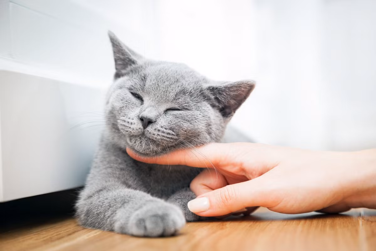 Tuổi Mão tuần này khả năng biểu đạt, độ nhạy bén đều đi xuống, khiến con giáp hơi bị động. Thay vì ngồi không lo lắng, con giáp hãy bắt tay vào việc, sau đó từ từ khắc phục những điều còn chưa ổn. Bù lại với công việc ngoài giờ, Tuổi Mão có cơ hội làm giàu khi tin vui liên tiếp đến từ các dự án đầu tư, hãy tranh thủ tích lũy tài sản.