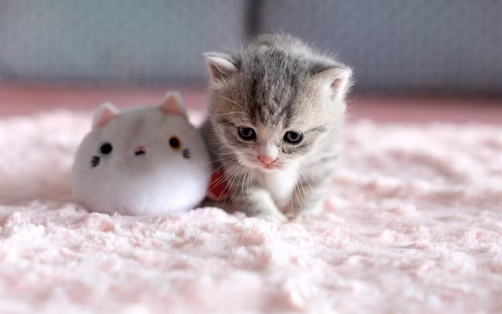 Nơi làm việc có nhiều mâu thuẫn khiến tuổi Mão phiền lòng. May là tài lộc vẫn tìm đến với con giáp trong việc kinh doanh bên ngoài.