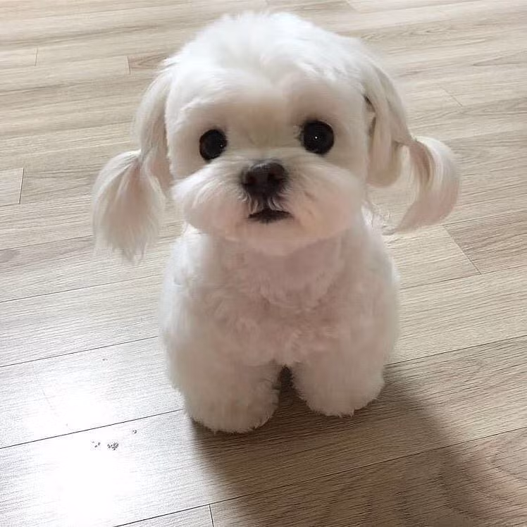 Tuổi Tuất quan hệ tốt với khách hàng nên công việc có nhiều tiến triển. Nhờ vậy, tài lộc của con giáp cũng khởi sắc, kiếm được nhiều khoản lợi nhuận nhỏ.