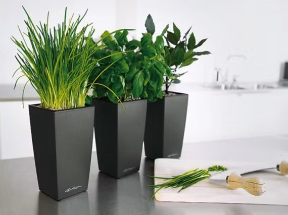 Mặt khác, màu xanh của cây lá, màu sắc tươi mới của hoa cũng giúp làm thư thái tâm hồn và tầm mắt của bạn. Mùi hương tỏa ra khi hoa nở cũng sẽ giúp bạn thư giãn trong không gian ngọt ngào của ngôi nhà.