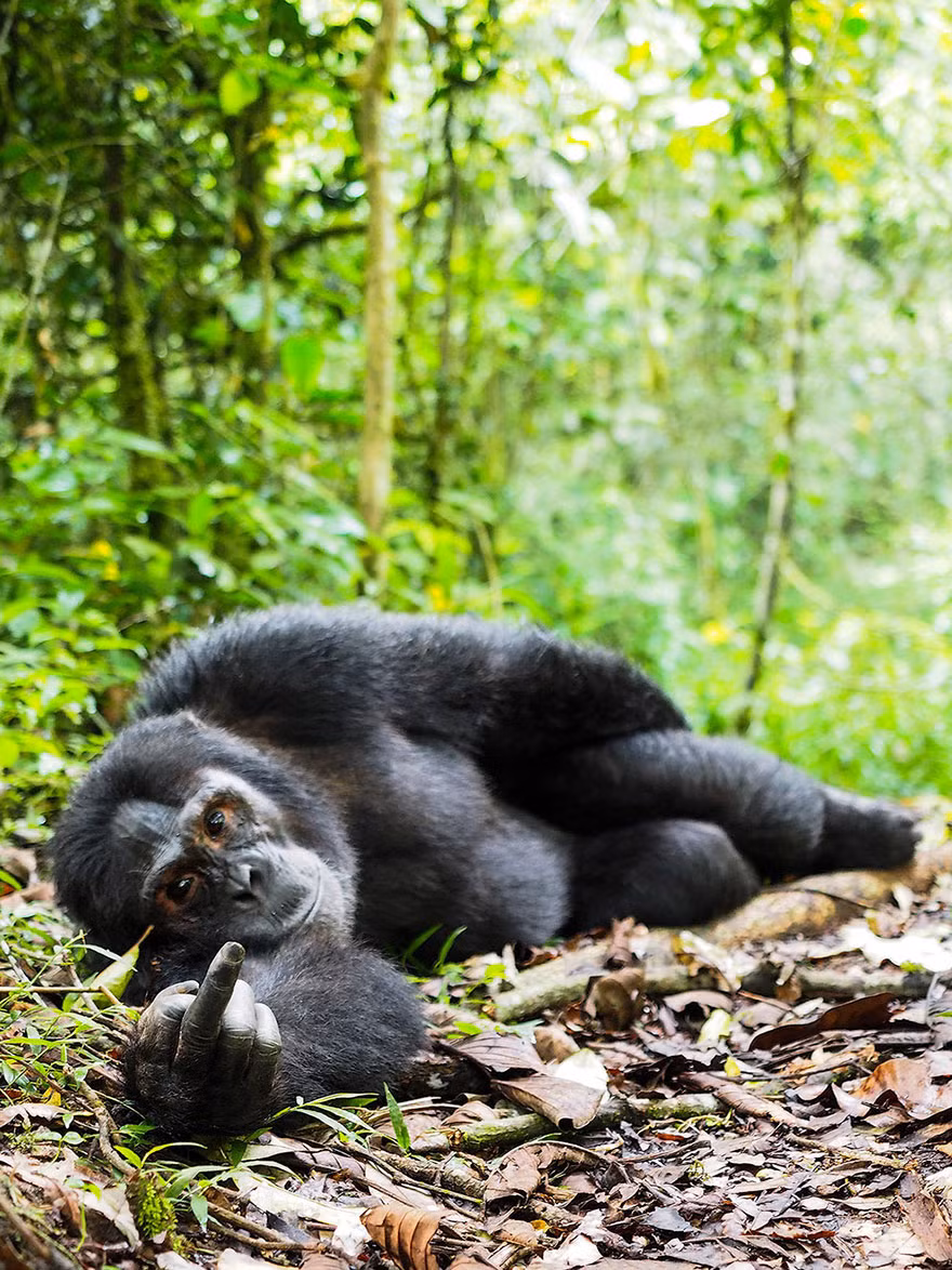 The Comedy Wildlife Photography Awards 2016 là cuộc thi nhiếp ảnh dành cho những khoảnh khắc độc đáo, vui nhộn, hài hước, thú vị trong thế giới động vật hoang dã. (Nguồn Bored Panda)