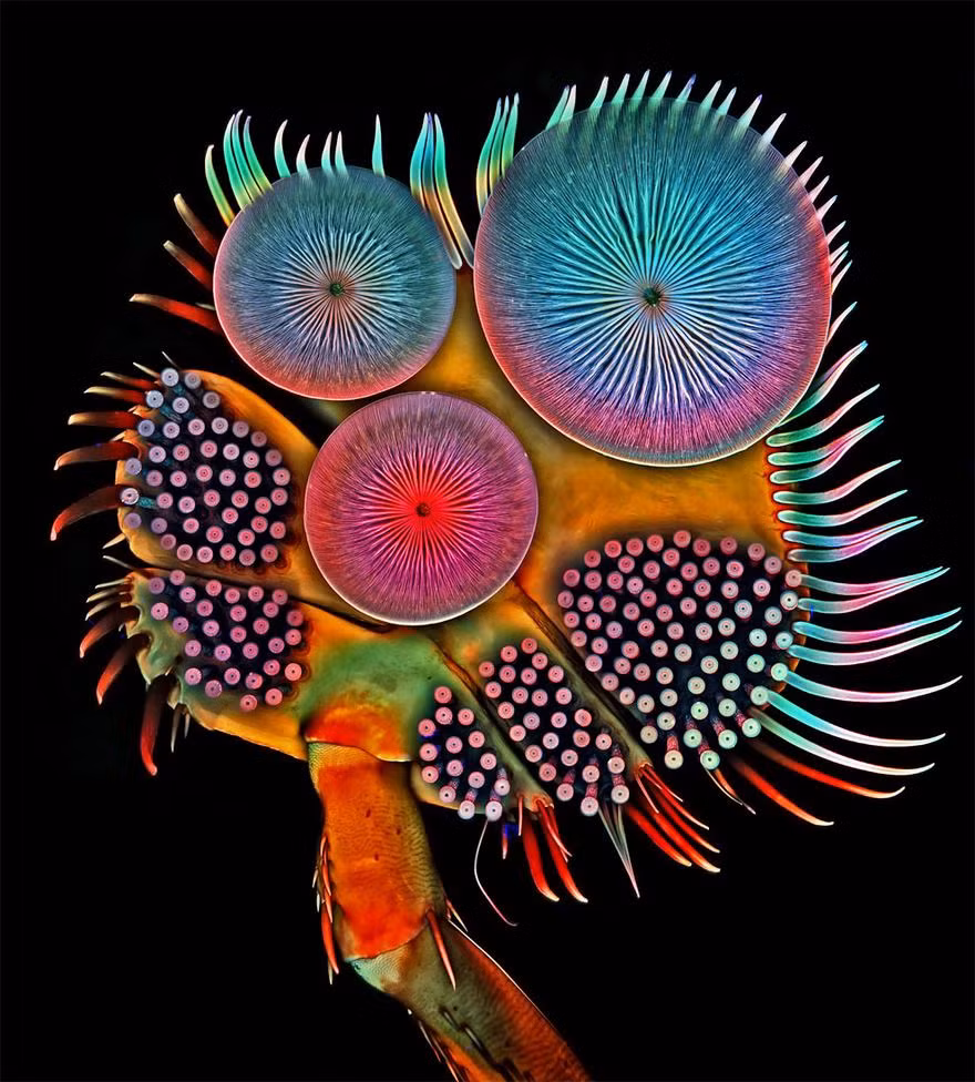 Những bức ảnh dự thi lĩnh vực Small World Photomicrography đều sử dụng phương pháp nhiếp ảnh hiển vi. Nhiếp ảnh hiển vi là gì? Đó là kiểu chụp ảnh qua kính hiển vi hoặc các thiết bị tương tự giúp phóng to chủ thể đến mức cực đại để nắm bắt được những chi tiết phức tạp của những thứ gần như vô hình đối với mắt người. (Nguồn Bored Panda)