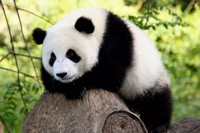 5. Gấu trúc đáng yêu, không có gì phải bàn cãi. Tuy nhiên bạn hãy nhớ rằng gấu trúc vẫn là gấu, chúng có hàm răng có thể nhai nát tre trúc và cân nặng vài trăm cân, tốt nhất nếu không muốn thương tích đầy mình, đừng tiếp cận quá gần loài động vật này. (Nguồn Boredomtherapy)