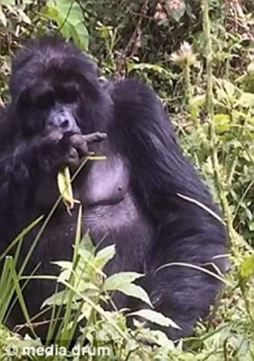 Được biết, con khỉ đột này thuộc loài Silverback Gorilla, là một chi linh trưởng thuộc Họ người, động vật ăn cỏ sống trong rừng rậm Châu Phi, là giống lớn nhất trong bộ linh trưởng còn tồn tại. (Nguồn Dailymail)
