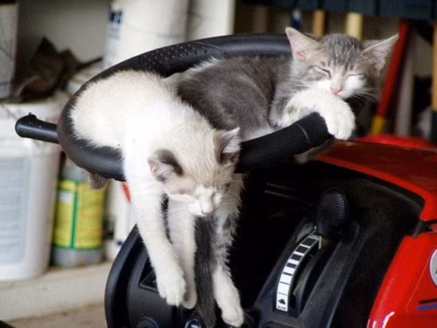Sau một đêm tụ tập, mèo con say đến mức ngủ quên trên tay lái xe của chủ nhân. (Nguồn Sina)