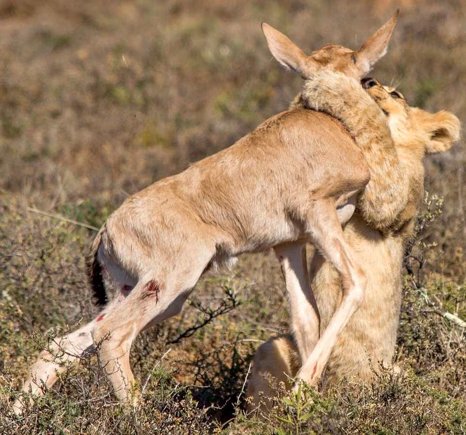 Từ bé, sư tử đã được mẹ và các anh chị dạy dỗ nghiêm khắc, đặc biệt là trong những buổi học săn. Chúng được làm quen với những con mồi nhỏ, non yếu, ít sức phản kháng trước. (Nguồn Sina)