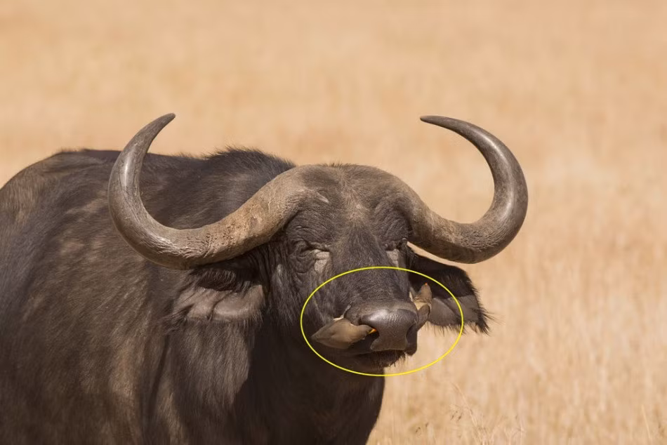 Bởi lợi ích của những con chim Buphagus africanus mang lại, đa số những con thú lớn sẽ không phản ứng mà mặc kệ cho loài chim này tự tung tự tác, giúp mình bắt ve và loại bỏ ký sinh trùng trên cơ thể. (Nguồn Sina)
