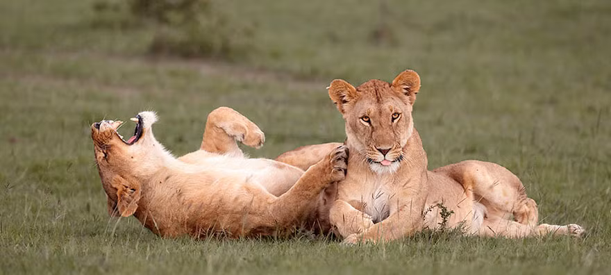 Đôi bạn sư tử cười ngặt nghẽo khi được nhiếp ảnh gia chụp ảnh. (Nguồn Bored Panda)