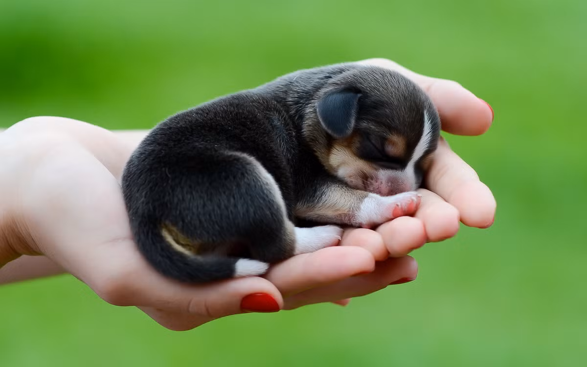 Nhắc đến mèo, không thể nhắc đến chó, loài động vật được cho là người bạn động vật thân thiết nhất của con người. "Đốn tim" con người với hàng loạt hành động đáng yêu, loài động vật này luôn có một chỗ đứng không thể thay thế đối với con người.