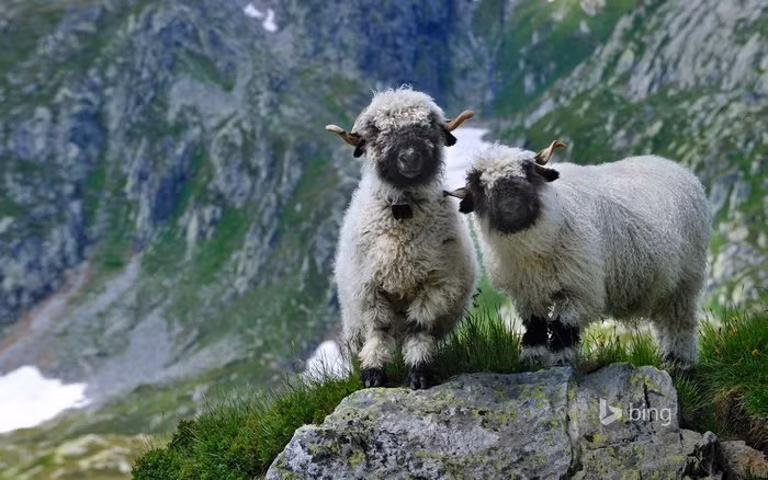 Có khả năng sống trong môi trường khắc nghiệt, cừu mũi đen Valais là một trong những công dân chính của dãy Alps. (Nguồn Bored Panda)