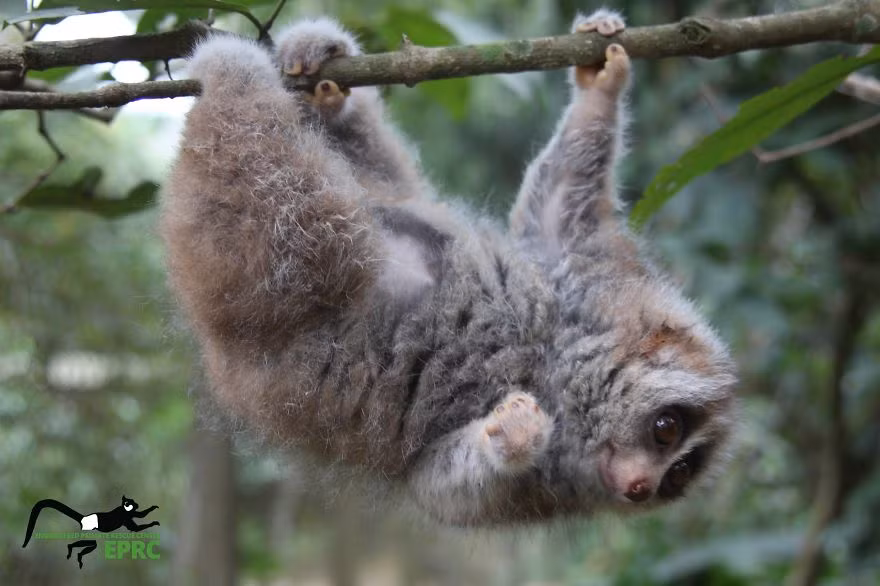 Tuy vậy, cu li Lorises thuộc về tự nhiên, môi trường sống lý tưởng của chúng là dưới các tán rừng. Đây cũng là loài linh trưởng có nọc độc duy nhất trên thế giới. Trong ảnh là Tristan, chú cu li hay xấu hổ khi được chụp ảnh. (Nguồn Bored Panda)