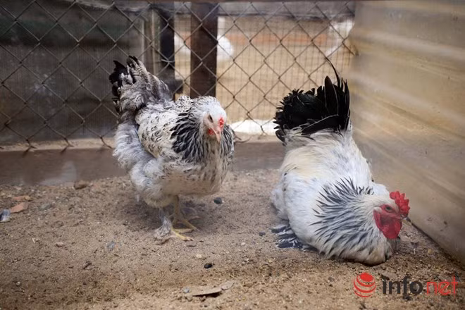 Hơn nữa giống gà này thích nghi với thời tiết khắc nghiệt nhất, sức đề kháng cực mạnh,ít bệnh tật. Ngoài dễ nuôi giống gà rất say đẻ, trung bình mỗi đợt đẻ trứng con mái đẻ 25-30 trứng, thay vì gà ta chỉ từ 10-15 trứng trong một lần. Trung bình nuôi từ nhỏ khoảng 6 tháng gà bắt đầu đẻ trứng, gà mái có thể cho mỗi năm 150-200 trứng tùy vào cách chăm sóc.