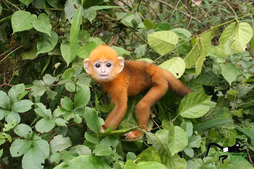 Trong ảnh là một con voọc quần đùi trắng hay voọc mông trắng có tên khoa học là Trachypithecus delacouri, loài linh trưởng đặc hữu của Việt Nam. Đây là một trong năm loài linh trưởng đang bị đe dọa tuyệt chủng ở mức toàn cầu. (Nguồn Bored Panda)