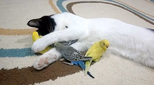 Mới đây, những hình ảnh về một chú mèo kỳ lạ có sở thích yêu quý và làm bạn với chim chóc đang được cư dân mạng liên tục lan truyền. Trong những bức ảnh, chú mèo yêu chim có thể nằm lăn, ôm ấp những người bạn biết bay của mình mà không hề tỏ ra khó chịu hay miễn cưỡng. (Nguồn Sina)