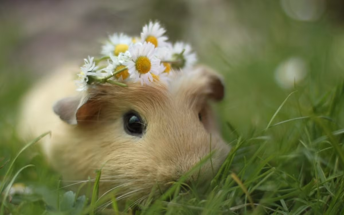 Hơn nữa, màu sắc của chuột hamster rất phong phú và đa dạng, giá bán hợp túi tiền của nhiều người, chỉ từ 50.000 đến 180.000 đồng bạn đã có thể sở hữu một bé hamster. Đặc biệt, chuột hamster rất dễ nuôi, yêu cầu vệ sinh chuồng không nhiều, cực kỳ thích hợp để làm thú cảnh và để đem đi tặng.