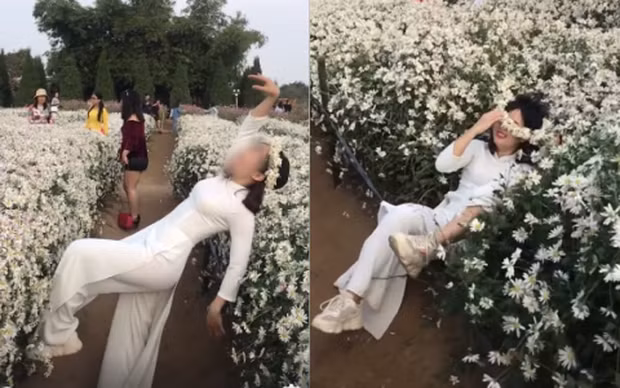 Trước đây, hình ảnh một cô gái ngã vào khóm cúc họa mi trong vườn để chụp ảnh đã làm netizen "ném đá" dữ dội.
